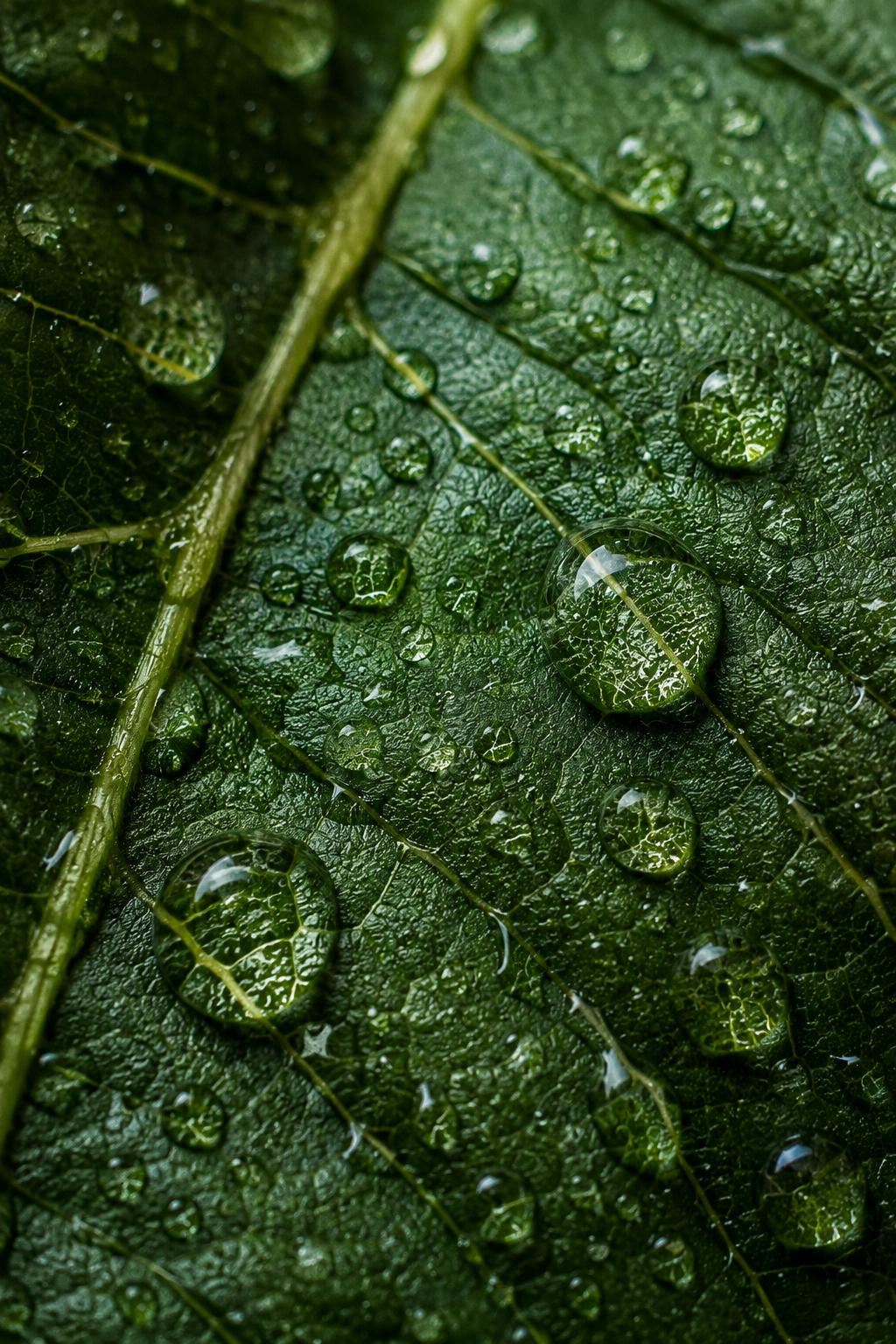 Folha verde